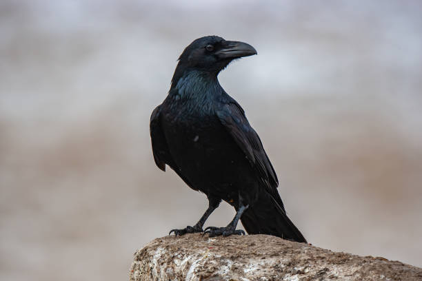 Northern Raven The Northern Raven (Corvus corax) is perched on the rock in its natural environment. Raven stock pictures, royalty-free photos & images
