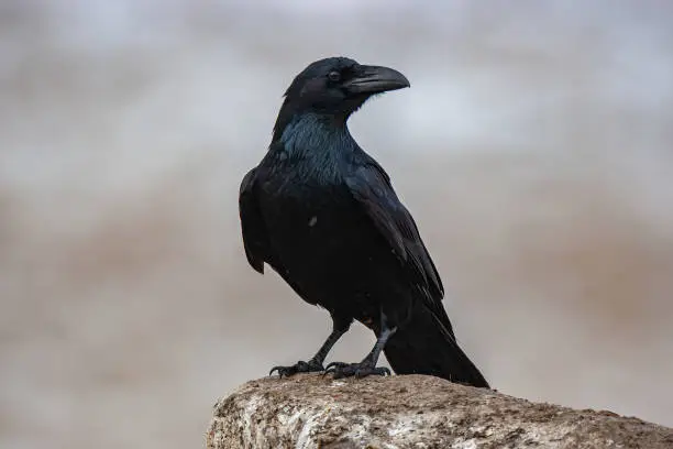 Photo of Northern Raven