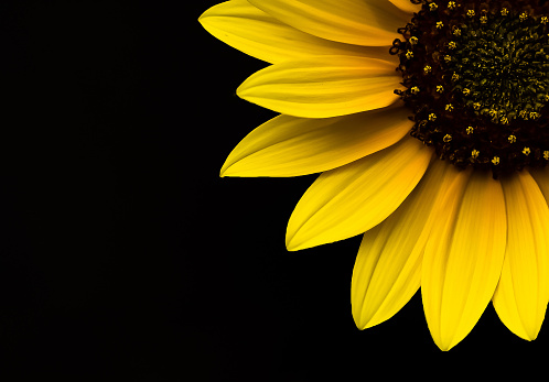 Full bloom sunflower with a black background