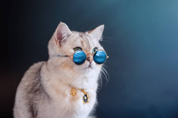 istock Cool gray british cat wears blue sunglasses on an black blue background. 1312697582