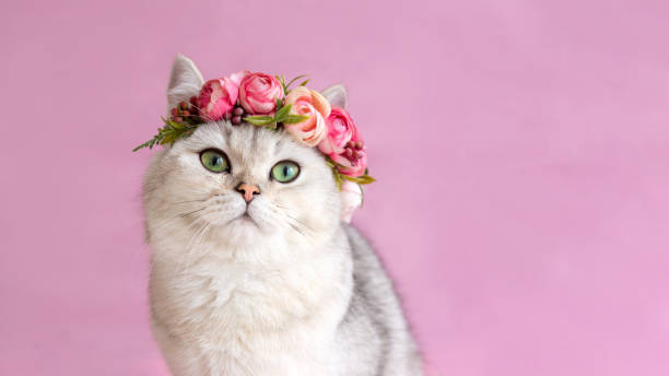 4,005 Cat With Rose Stock Photos, Pictures & Royalty-Free Images - iStock |  Cat with heart, Cat flowers