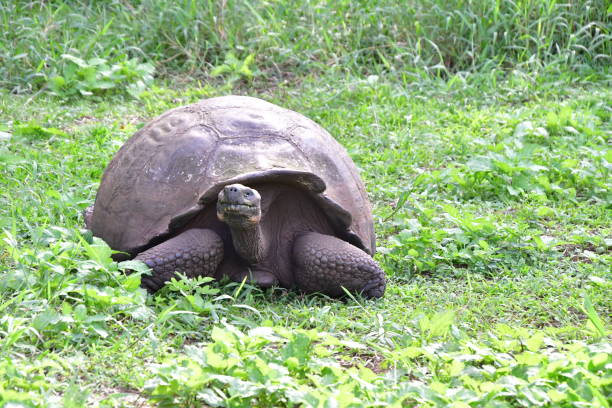 istock GIANT TURTLE OF GALAPAGOS 1312698543
