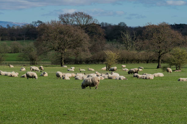 istock flock of sheep on green grass 1312698568