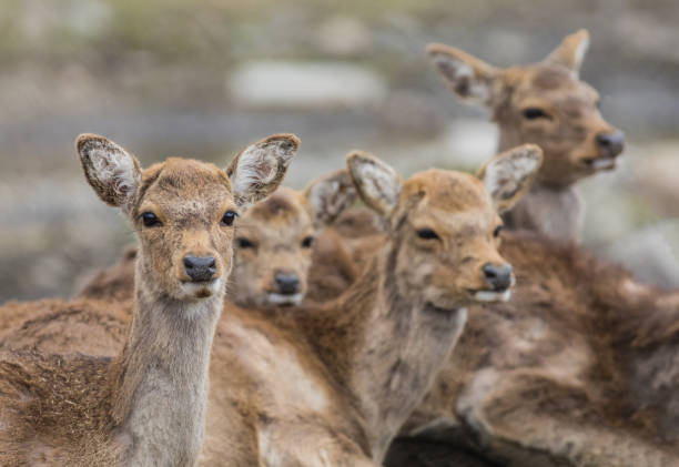 istock Pack of young White Tailed deer closeup 1312698677