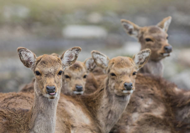 istock Pack of young White Tailed deer closeup 1312698689