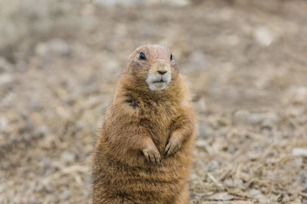 istock Prairie Dog standing center looking slightly right 1312698739