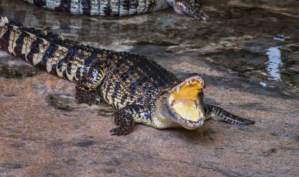 istock An Alligator with Mouth Wide Open 1312699583