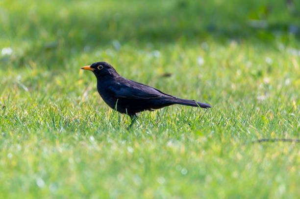 istock Blackbird standing on a grass lawn 1312702475