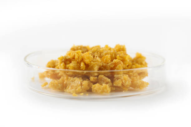 istock Hemp Floral Wax in a petri dish 1312704658