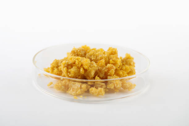 istock Hemp Floral Wax in a petri dish 1312704660