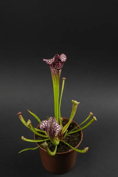 sarracenia leucophylla in flowerpot with black background, top view