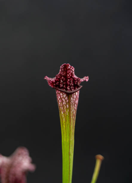 istock sarracenia leucophylla on black background 1312707206