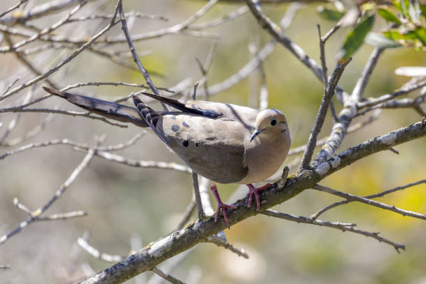 Mourning Dove adult perching on a tree branch Santa Clara County, California, USA. zenaida dove stock pictures, royalty-free photos & images