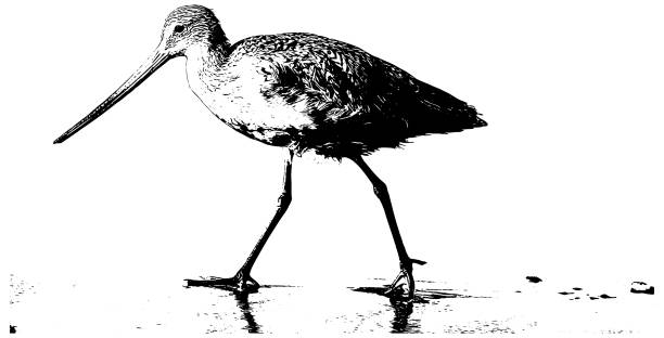 illustrations, cliparts, dessins animés et icônes de oiseau de sandpiper sur l’illustration de plage - animal beak bird wading