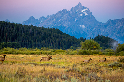 Elk in Grand Teton National Park, Wyoming in Colter Bay Village, WY, United States