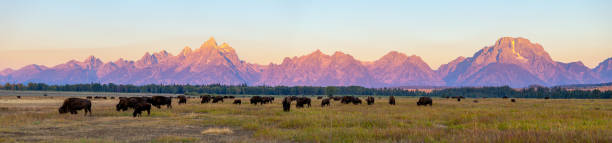 grand teton national park, wyoming - snake river fotos imagens e fotografias de stock