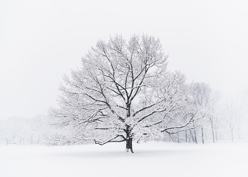 Leafless tree on snowy day in New York, NY, United States