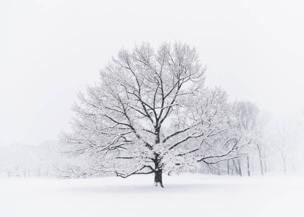 Leafless tree on snowy day Leafless tree on snowy day in New York, NY, United States bare tree snow tree winter stock pictures, royalty-free photos & images