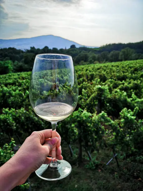 Photo of glass of white wine in hand against the background of vineyards