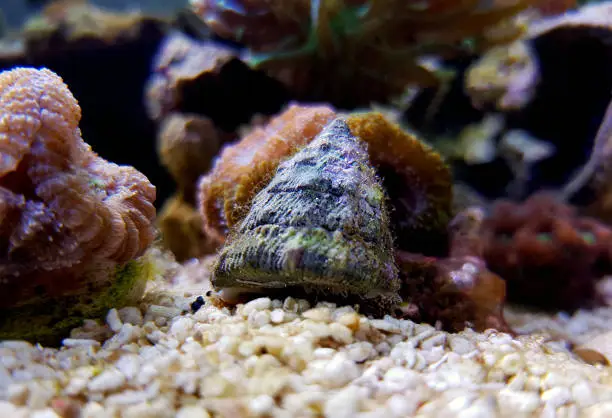Sea snail in saltwater aquarium reef tank