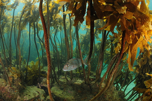 Australasian snapper Pagrus auratus swimming under canopy of kelp forest.