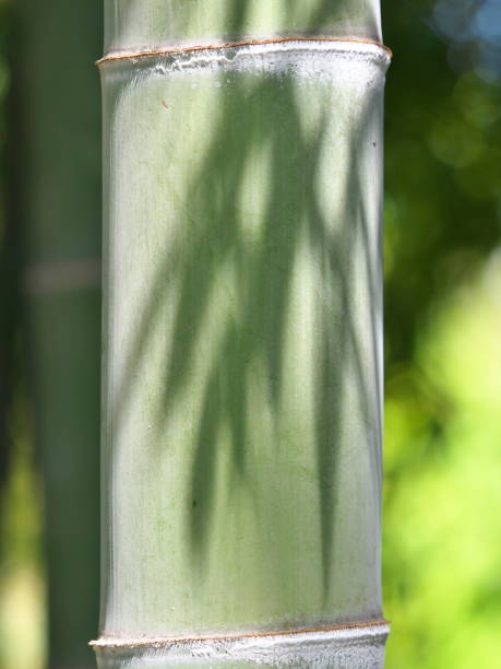 istock Shadow of Bamboo leaves on bamboo tree in spring 1312711658