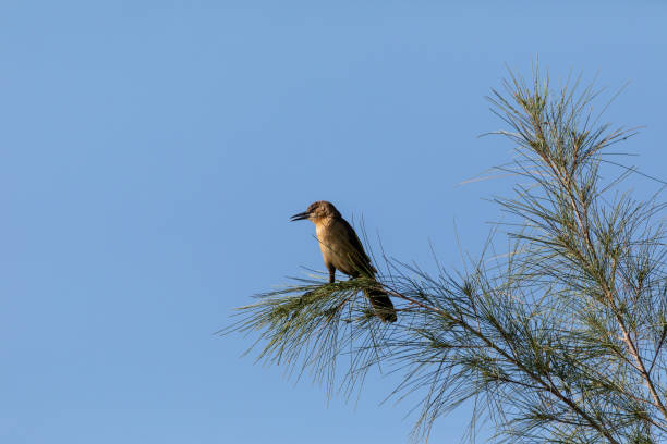 самка лодка хвостатые grackle птица кискаль основных - quiscalus стоковые фото и изображения