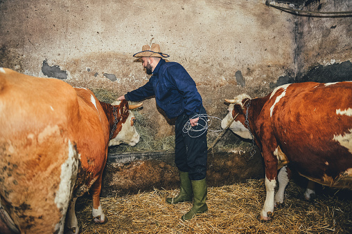 Male farmer on a dairy farm with herd of cows