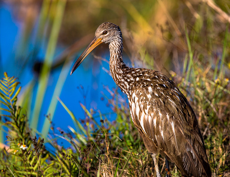 Limpkin by the water's edge