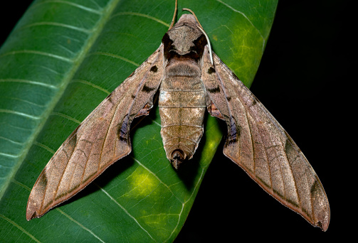 Top down view of a Sphinx Moth