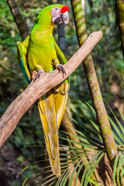 istock Great green macaw Ara ambiguus in Copan Ruinas, Hondur 1312718921