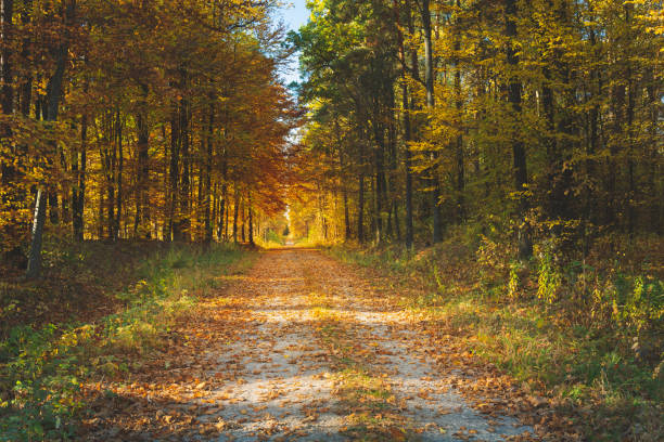 istock Road through the forest and fallen leaves 1312720529