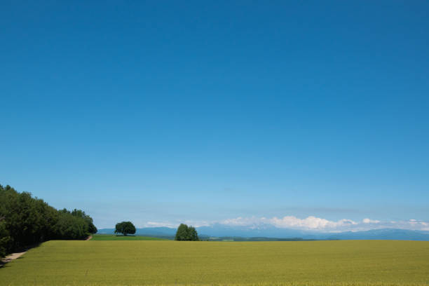 istock Summer green wheat fields against the blue sky 1312721340