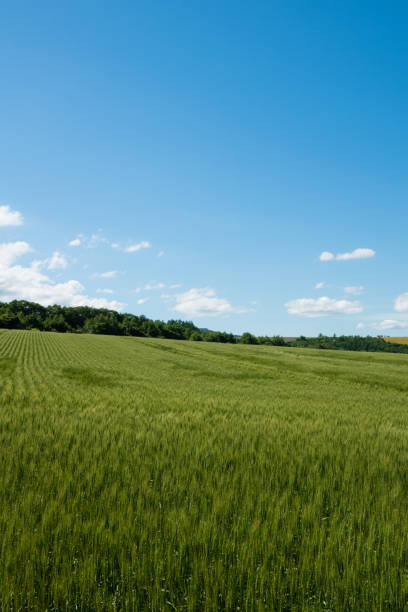 istock Summer green wheat fields against the blue sky 1312721364