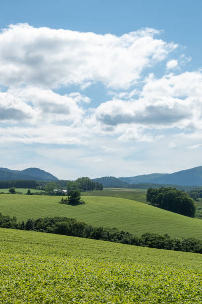 istock Green hills upland in summer 1312721392