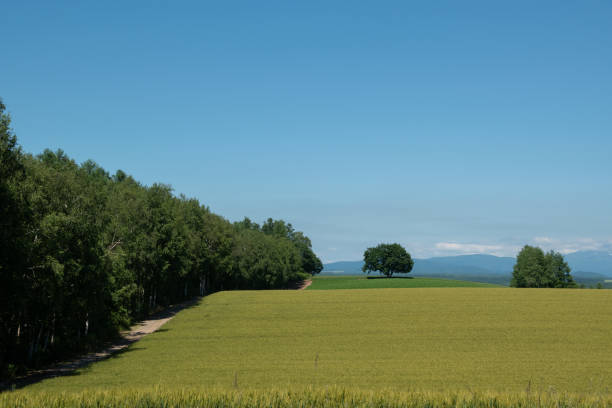 istock Summer green wheat fields against the blue sky 1312721457