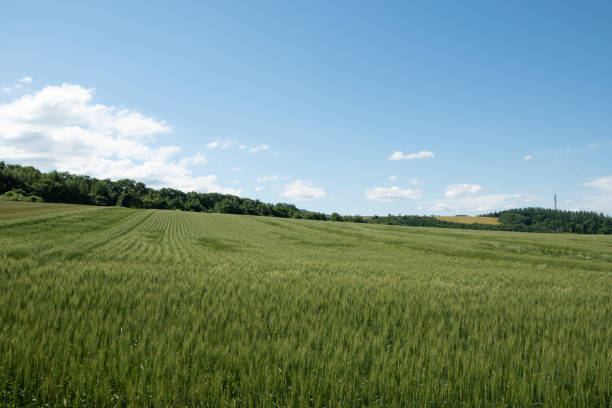 istock Summer green wheat fields against the blue sky 1312722005
