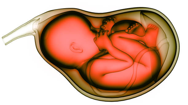 istock Fetus Baby in Womb Anatomy 1312722177