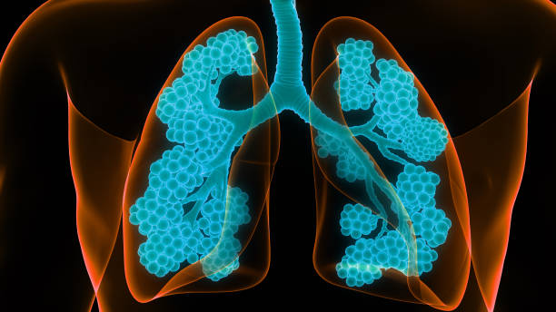 肺胞解剖学を用いたヒト呼吸器系肺 - human lung tuberculosis bacterium emphysema human trachea ストックフォトと画像