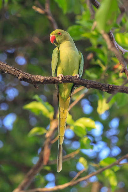 istock Wild Indian Ringneck parakeet bird 1312724835