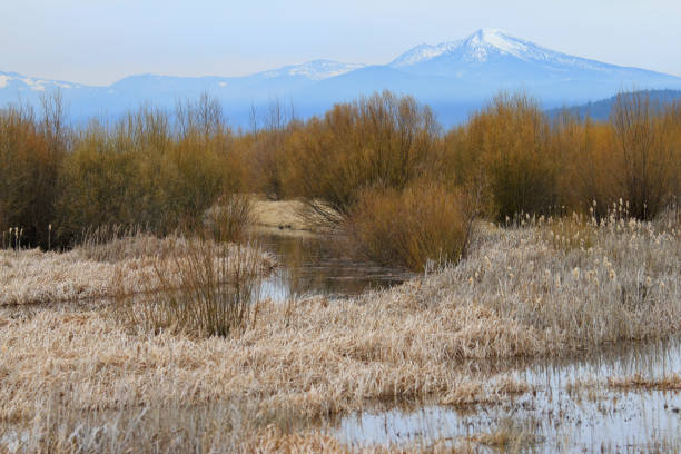 istock Autumn foliage with snow topped mountain in background 1312725718