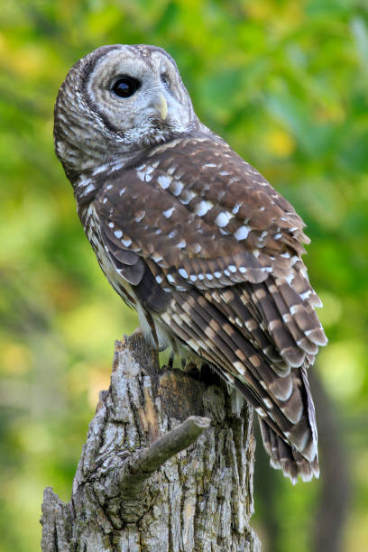 istock Barred owl on tree trunk with yellow and green background 1312725747