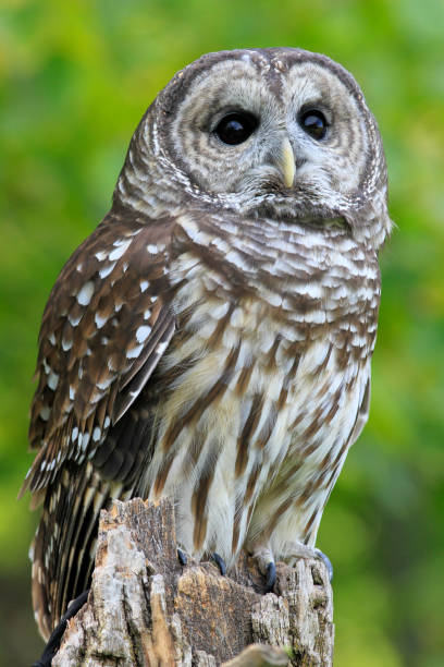 istock Barred owl on tree trunk with yellow and green background 1312725751