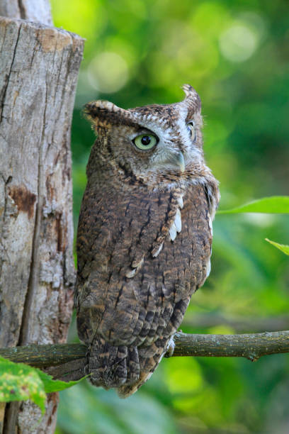 istock Close up of screech owl on branch 1312725780