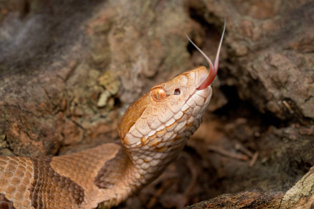 Venomous Copperhead Snake with Forked Tongue Venomous Copperhead Snake with Forked Tongue snake with its tongue out stock pictures, royalty-free photos & images