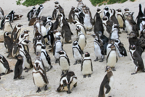 Colony of African penguins on the beach, South Africa