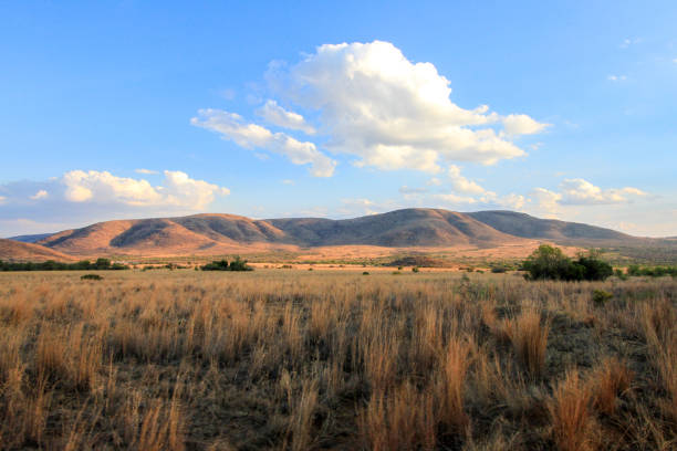 пейзаж травы, гор и голубого неба национального парка пиланесберг - pilanesberg national park фотографии стоковые фото и изображения