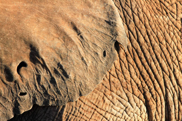 istock Close up texture of elephant ear and skin 1312726475