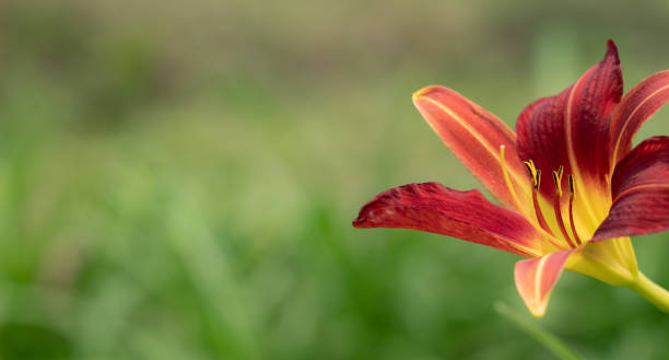 istock Lily Flower on a Blurred Green Background Banner 1312728489
