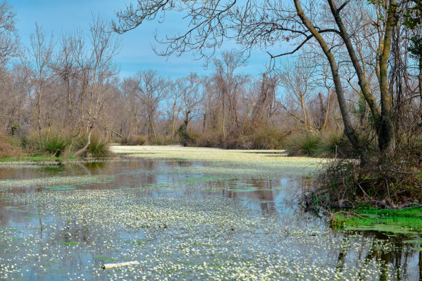 floodplain forest in karacabey bursa - grass church flood landscape imagens e fotografias de stock